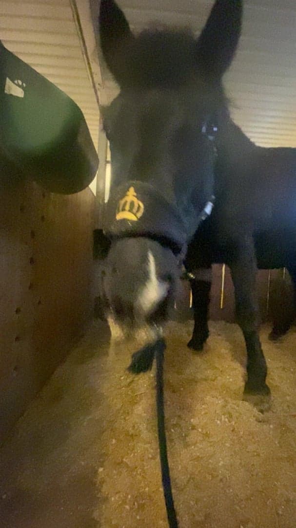 Bild 4 av Ängsgårdenen sonny