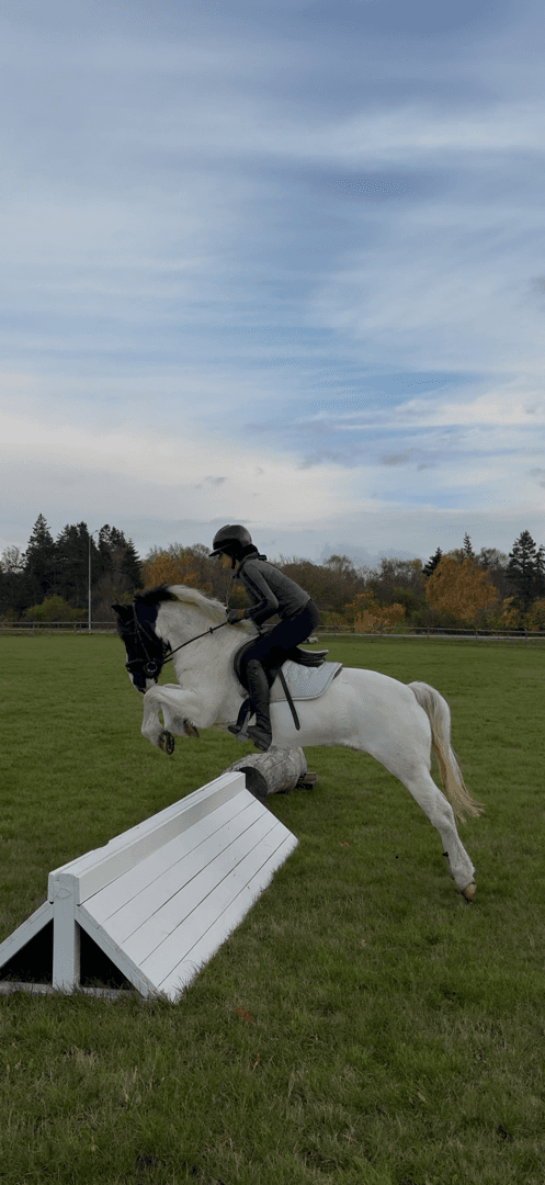 Bild av Buddy, personlig c-ponny med stort hjärta