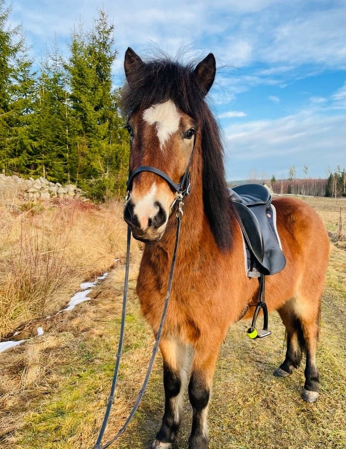 Media 1 av Appollo Från Änghaga