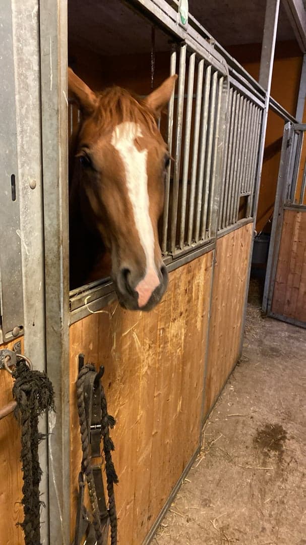 Bild 2 av MSB Queen Kelly