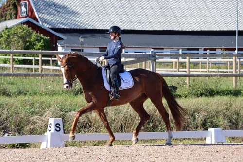 Bild av Lovande unghäst för framtiden