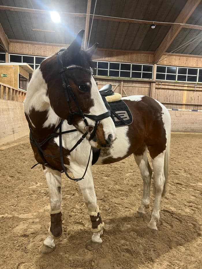 Media 1 av Excel Morinda