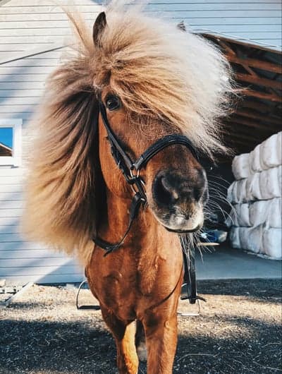 Inlägg 67 av Allround med titeln 🦄🌬️🌬️