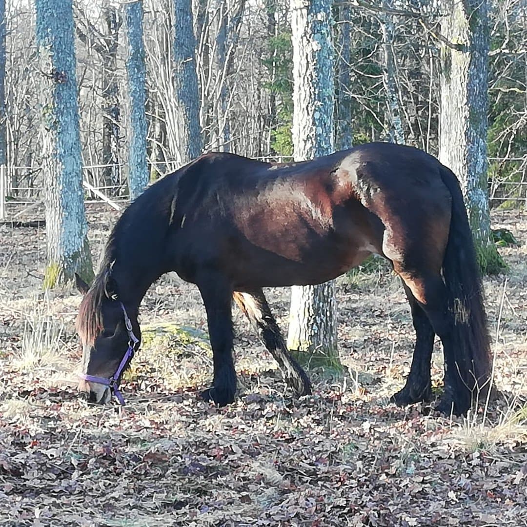 Bild 1 av placeholder text