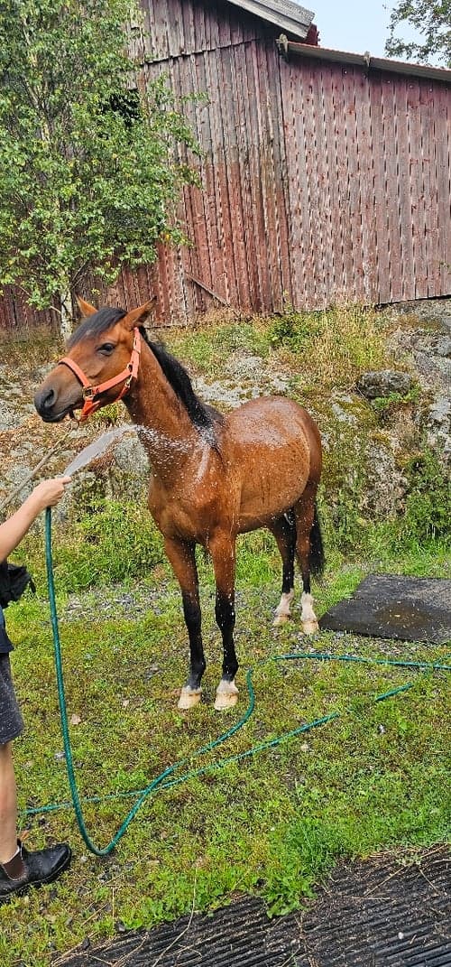 Image of Valack med fantastisk psyke