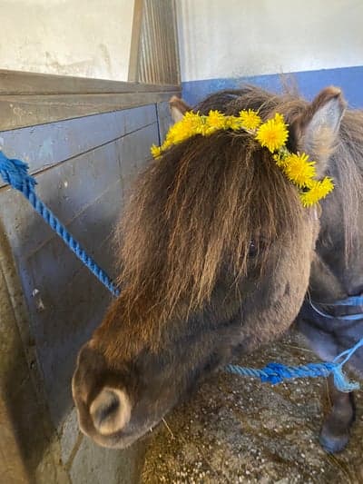 Inlägg 14 av Allround med titeln Eddie blir sommarfin🐴🌼
