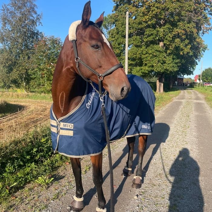 Media 1 av Rozz