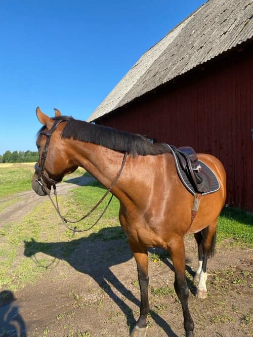 Bild av Fantastiskt välrider SWB sto
