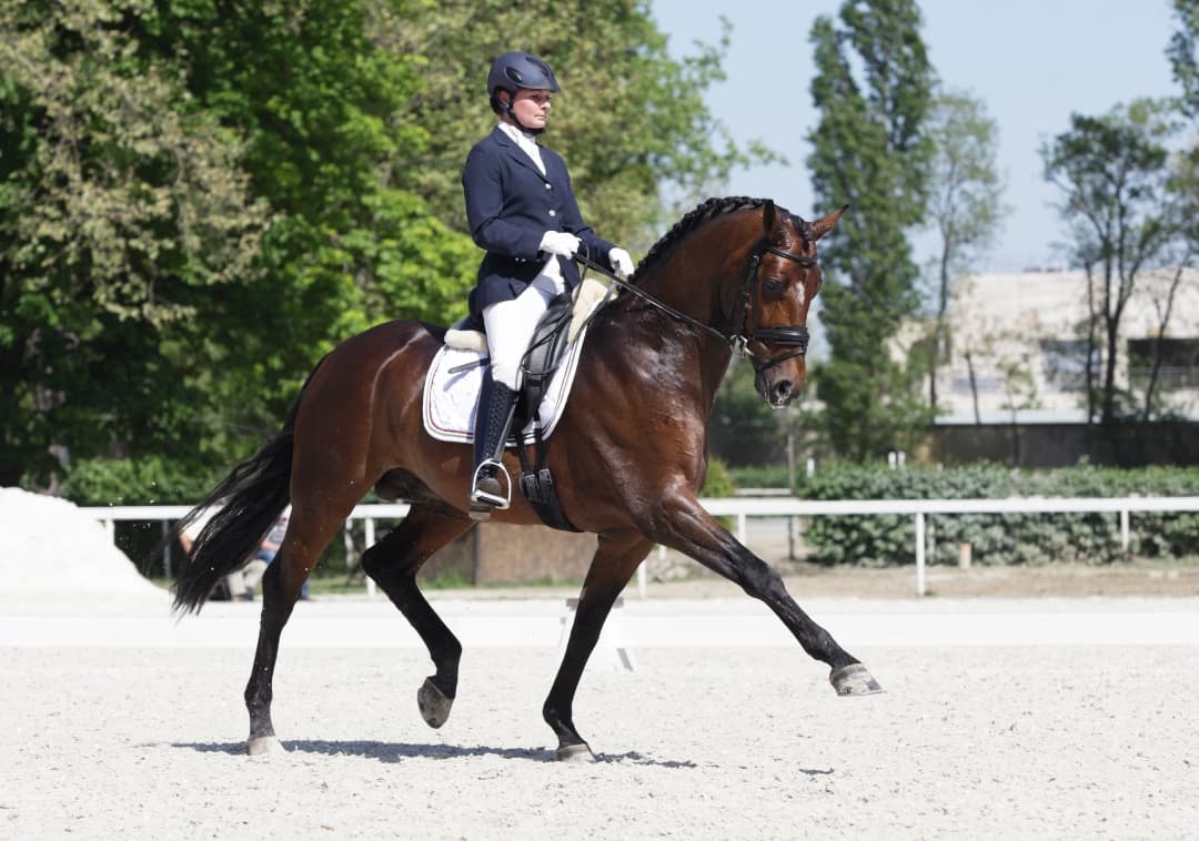 Image 1 of Finn kvalitets dressurhester med min hjelp