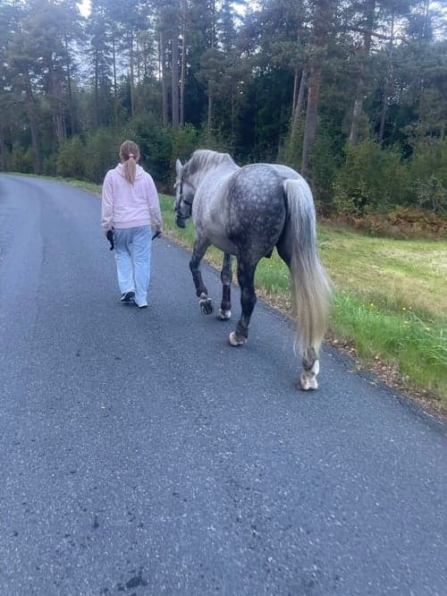 Bild av Maxad D-ponny