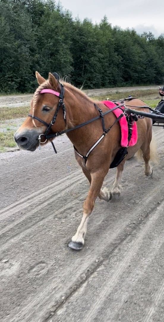 Media 4 av HidalgoAfJäboruder