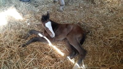 Post 4 of Belgian Warmblood with title Callhishan föddes 