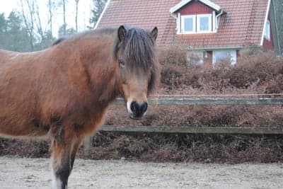 Inlägg 21 av Islandshäst