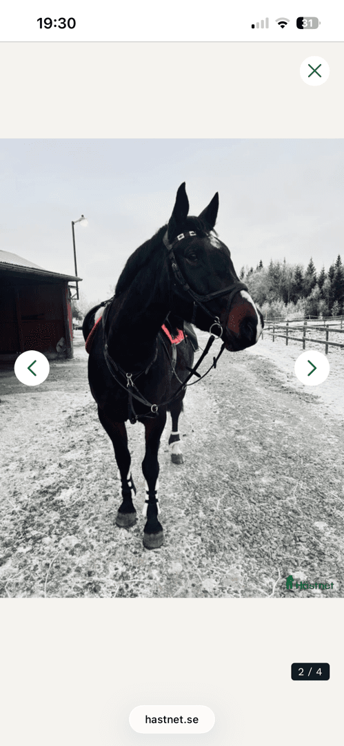 Bild av En häst med utstrålning