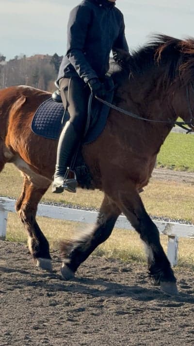 Inlägg 4 av Islandshäst