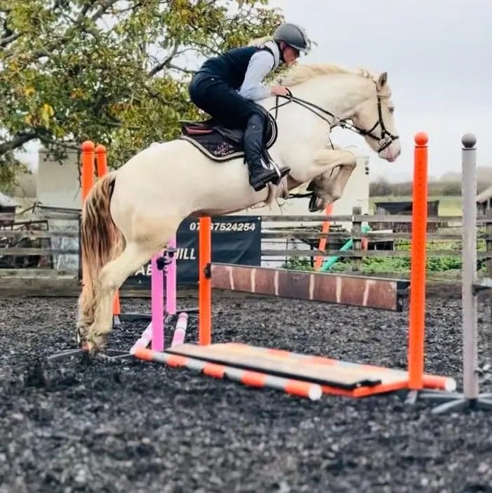 Bild 3 av Striking Lemon & White Irish Allrounder- LENNIE