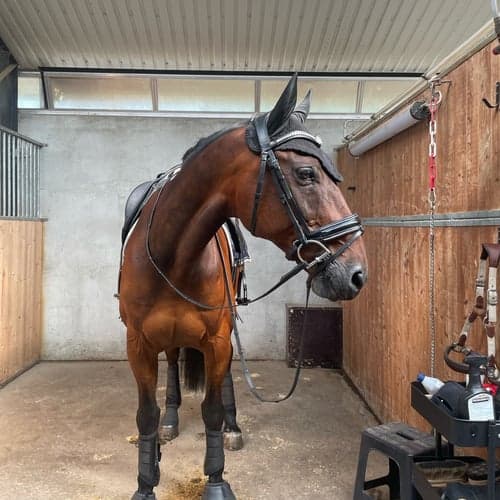 Profilbild av Ella Lassagård