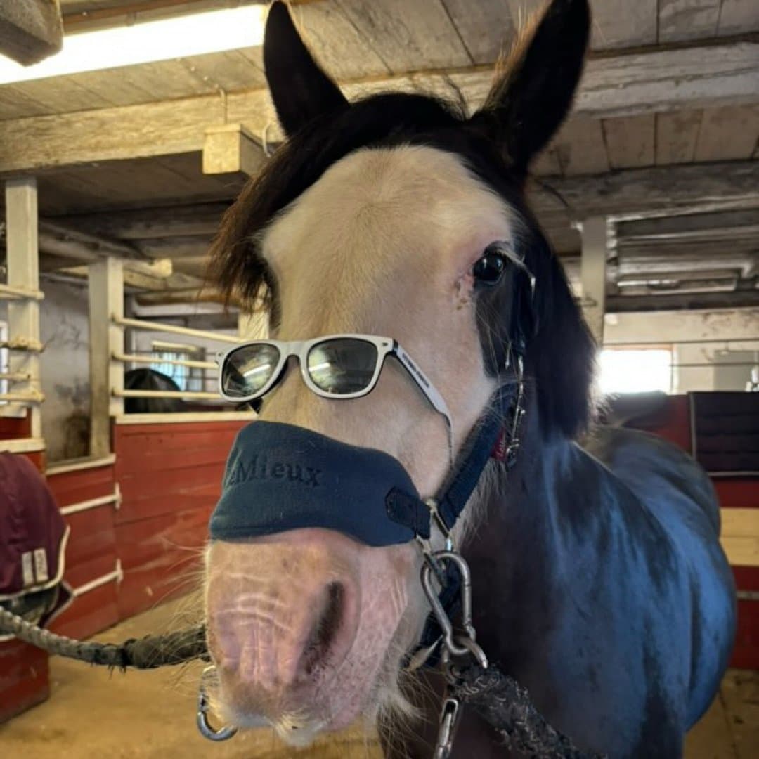 Bild 1 av Cool fox winny