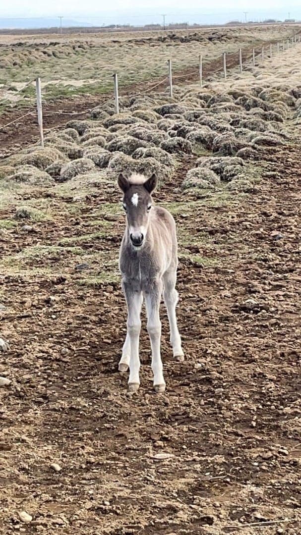 Media 1 av Silvía frá Hellu
