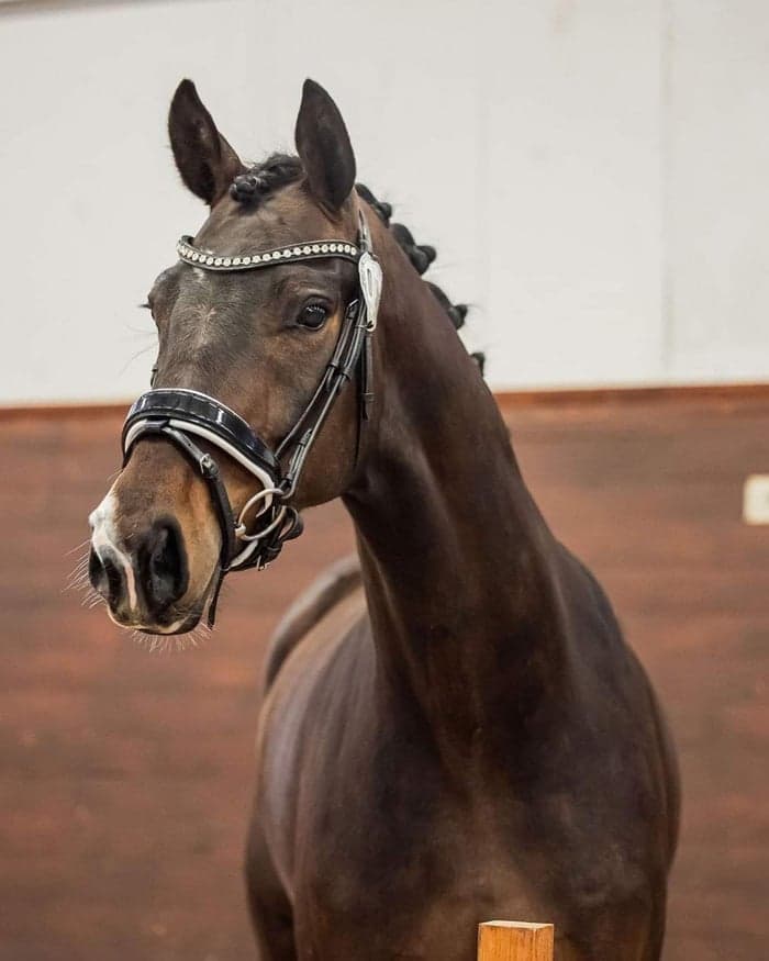 Media 3 av Jackie Collins MVG