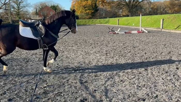 Media 3 av Attraktivt sto