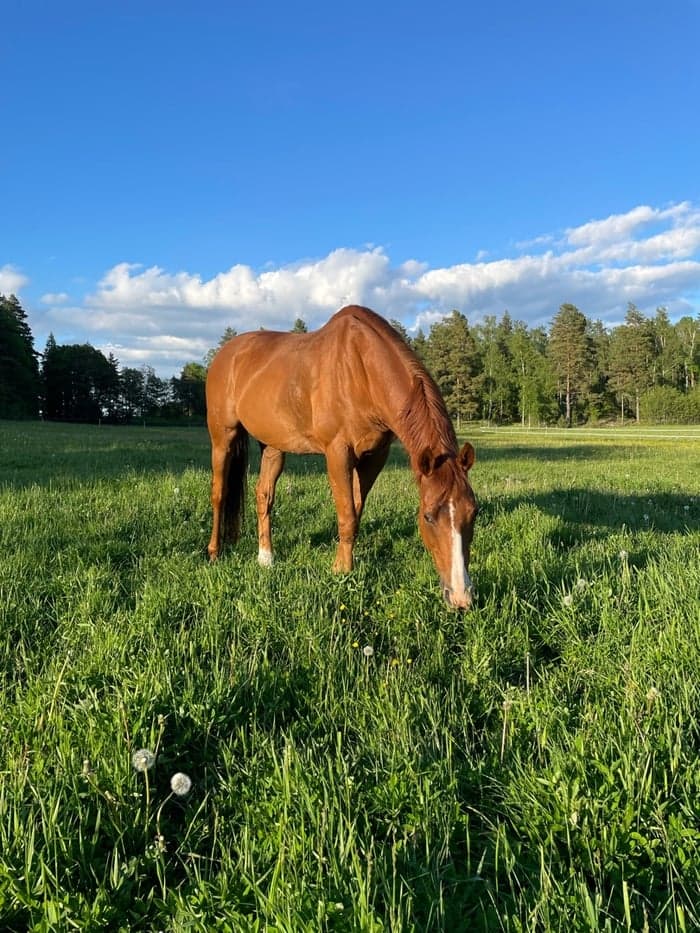 Media 1 av Energia Prince