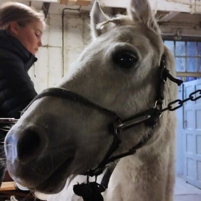 Inlägg 121 av Allround med titeln Stall fix