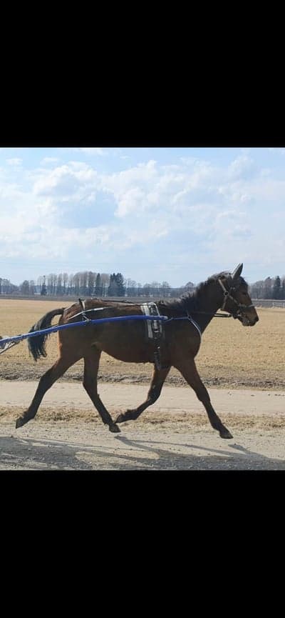 Inlägg 7 av Trav med titeln Kåke på inkörning 