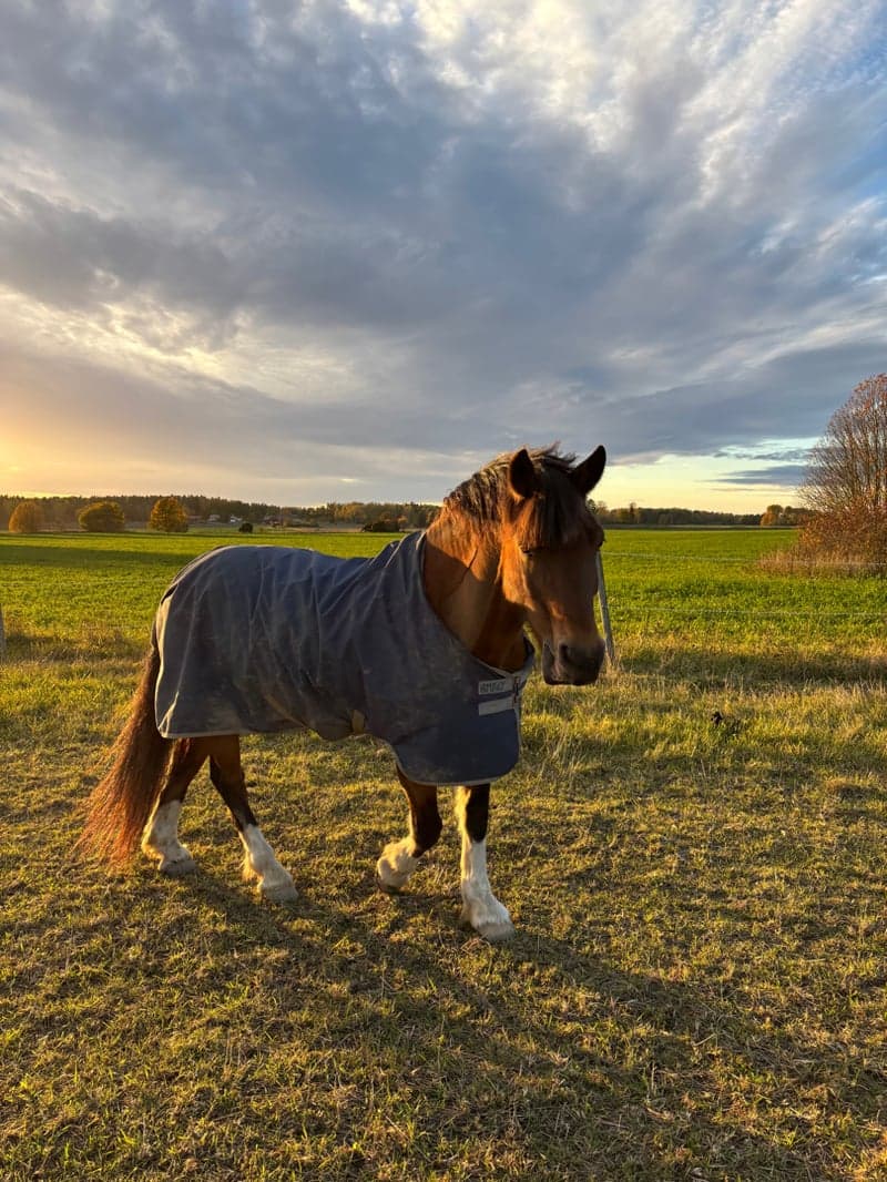 Bild 3 av Fiffiluras Flashjack