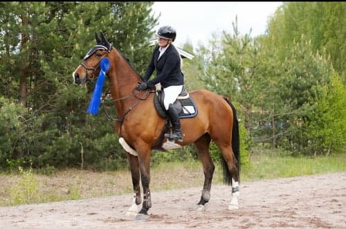 Bild av Hopp/fälttävlanshäst med allt man söker! 🌟