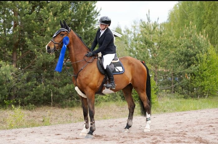 Media 3 av Hopp/fälttävlanshäst med allt man söker! 🌟