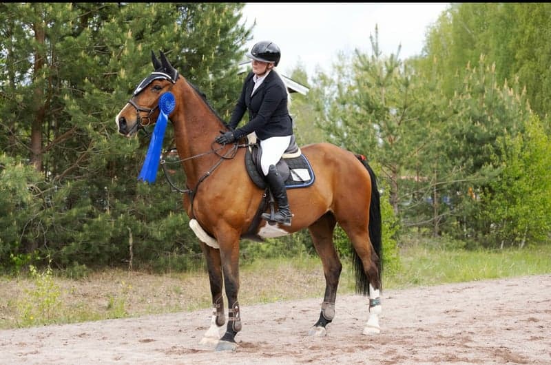 Bild 3 av Hopp/fälttävlanshäst med allt man söker! 🌟