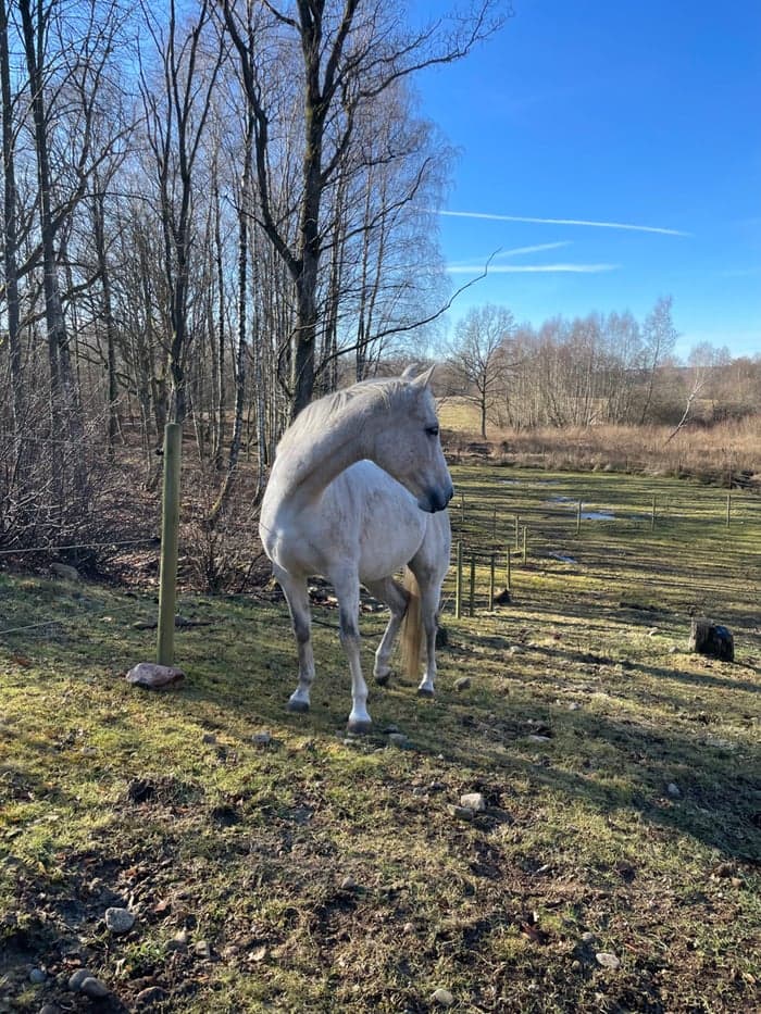 Media 2 av Princessa