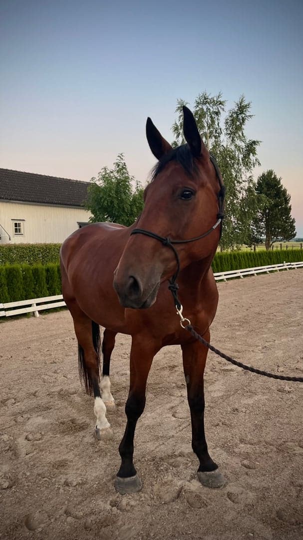 Bild 1 av Up High DL