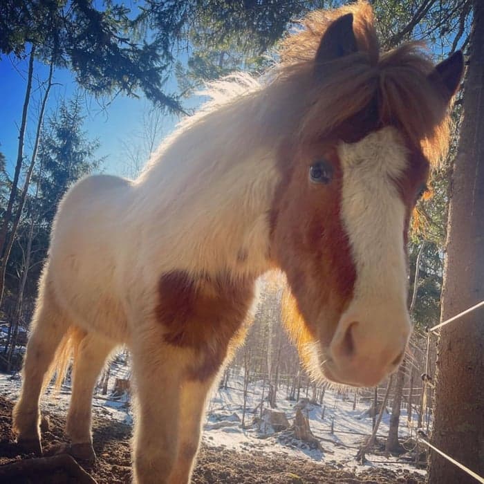 Media 1 av Caspar från brunnsjögården