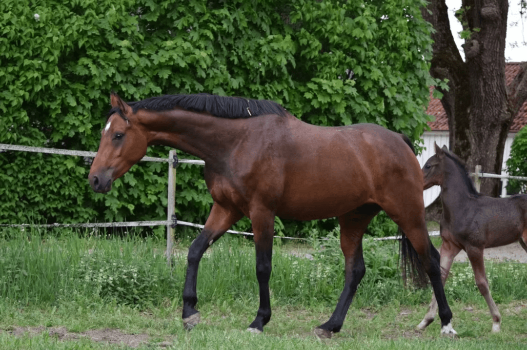 Image 1 of Janis Joplin MVG