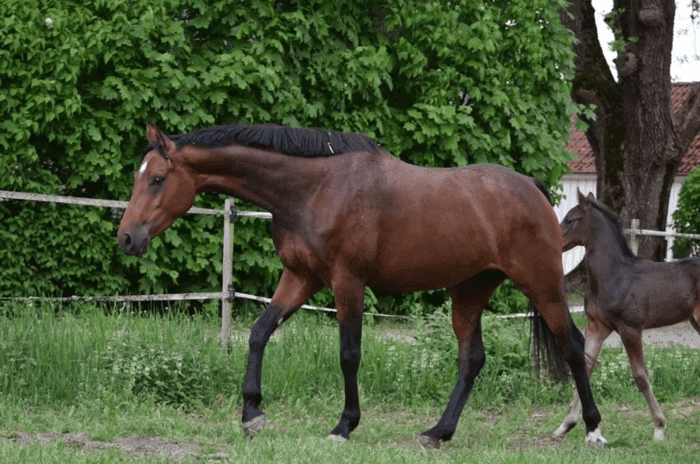 Media 1 of Janis Joplin MVG