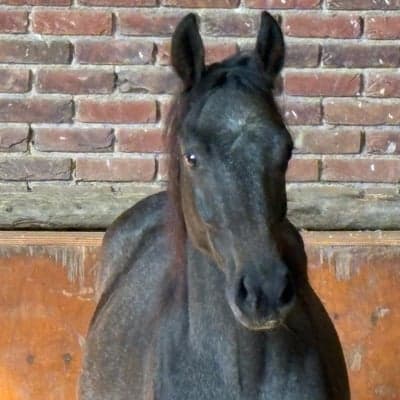 Tadic vd Watermolen