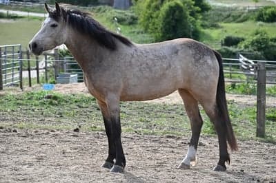 Uppväxande 4-årig Dun Mare - Connemara