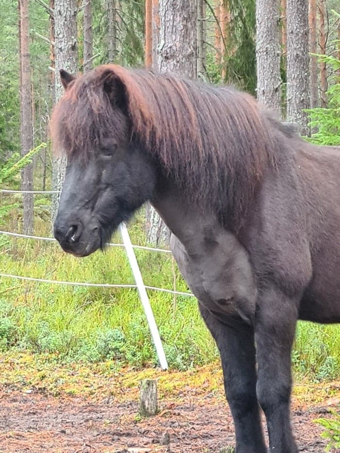 Media 1 av Kveikur fra Lian