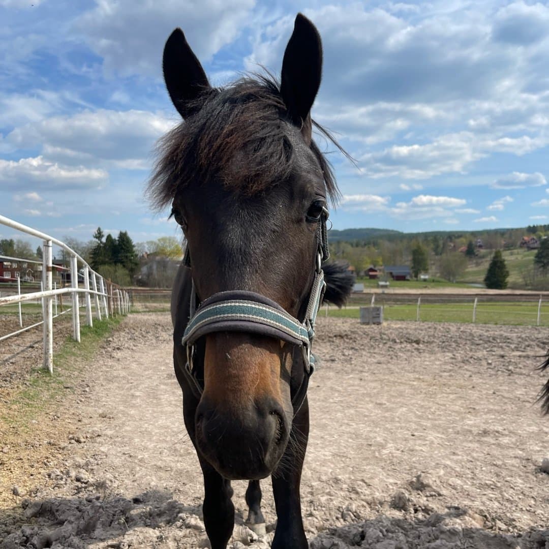 Bild 1 av Midnight Runner In