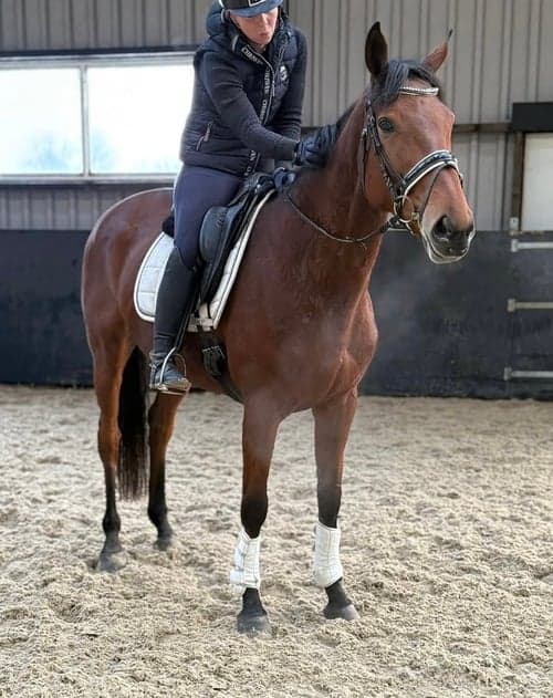 Bild av Fantastiskt 7-årigt sto perfekt ridskolehäst