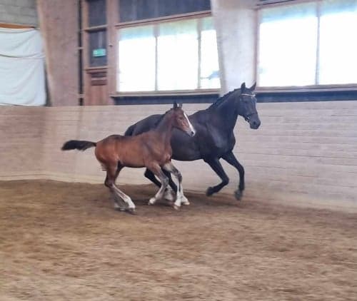 Bild av Snäll hingst -24 med riktigt bra hoppstam 
