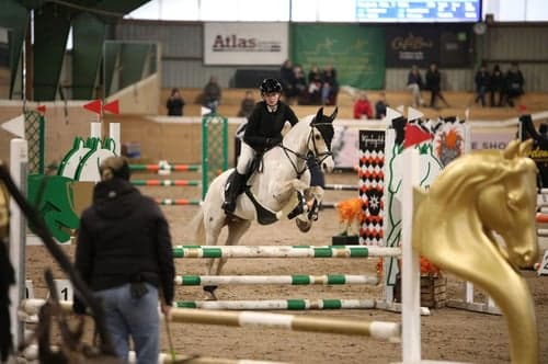 Bild av Sockersöt ponny söker sin nya bästa vän!