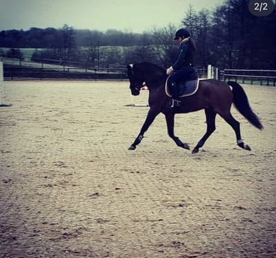 Inlägg 36 av Dressyr med titeln Åkte iväg och hoppa🪂