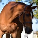 Profile picture of Nouveau