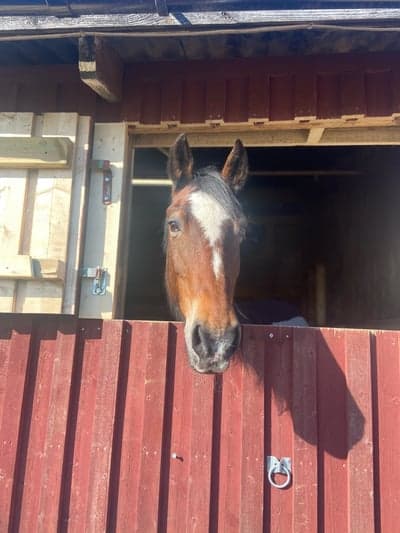 Inlägg 21 av Hunting med titeln Boxvila