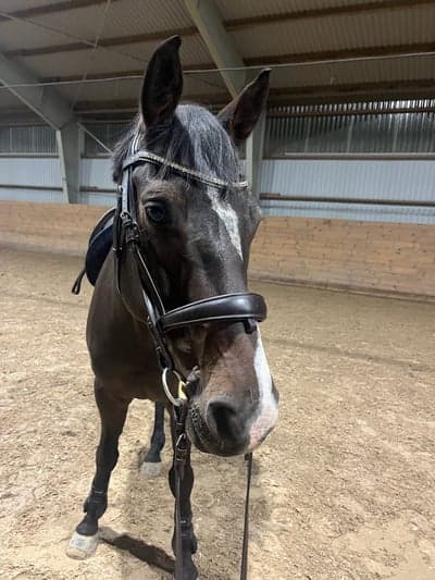 Chabako van de rietvenne