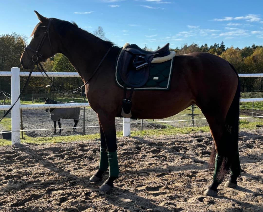 Bild 1 av Winner Girl