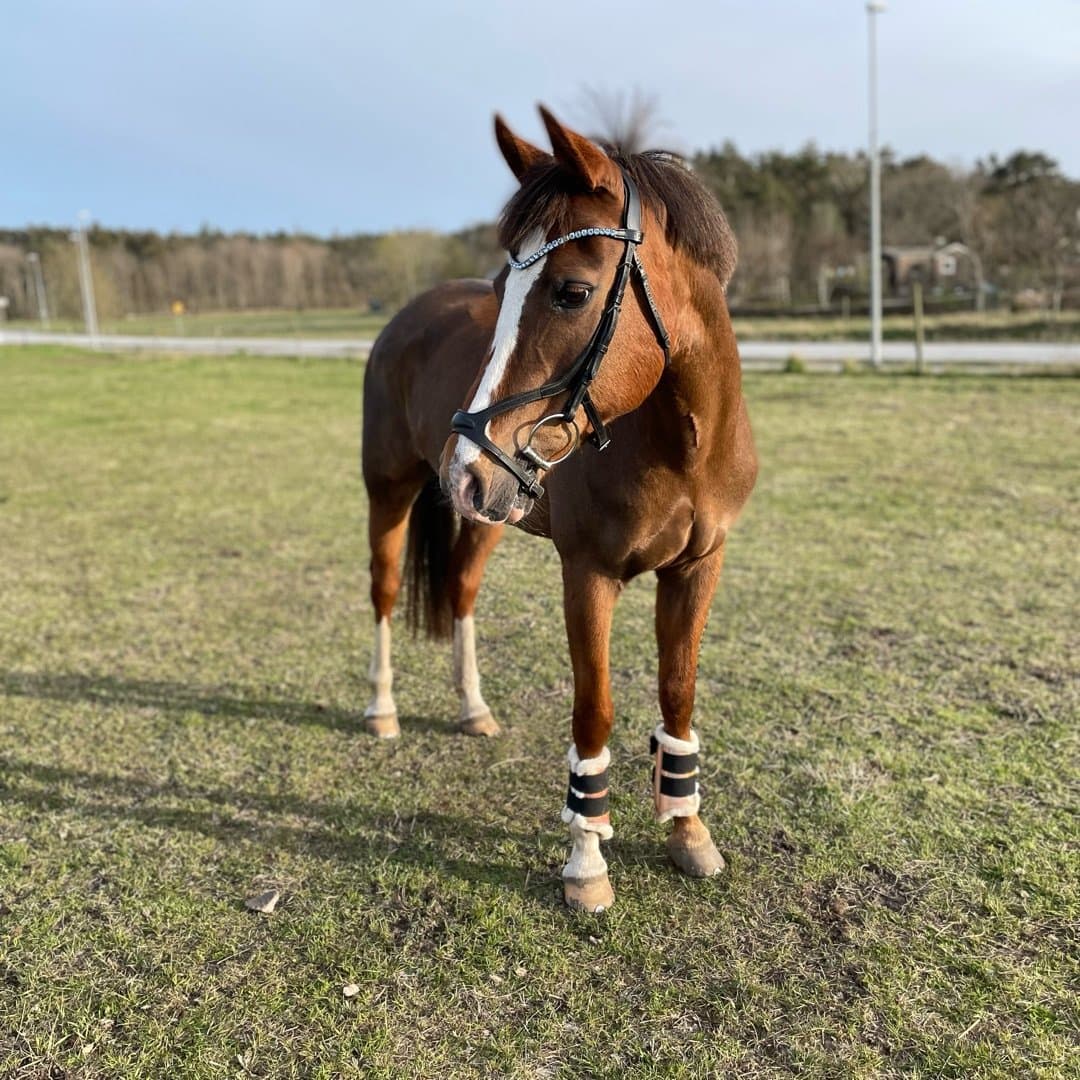 Bild 1 av Valentina kantijes R
